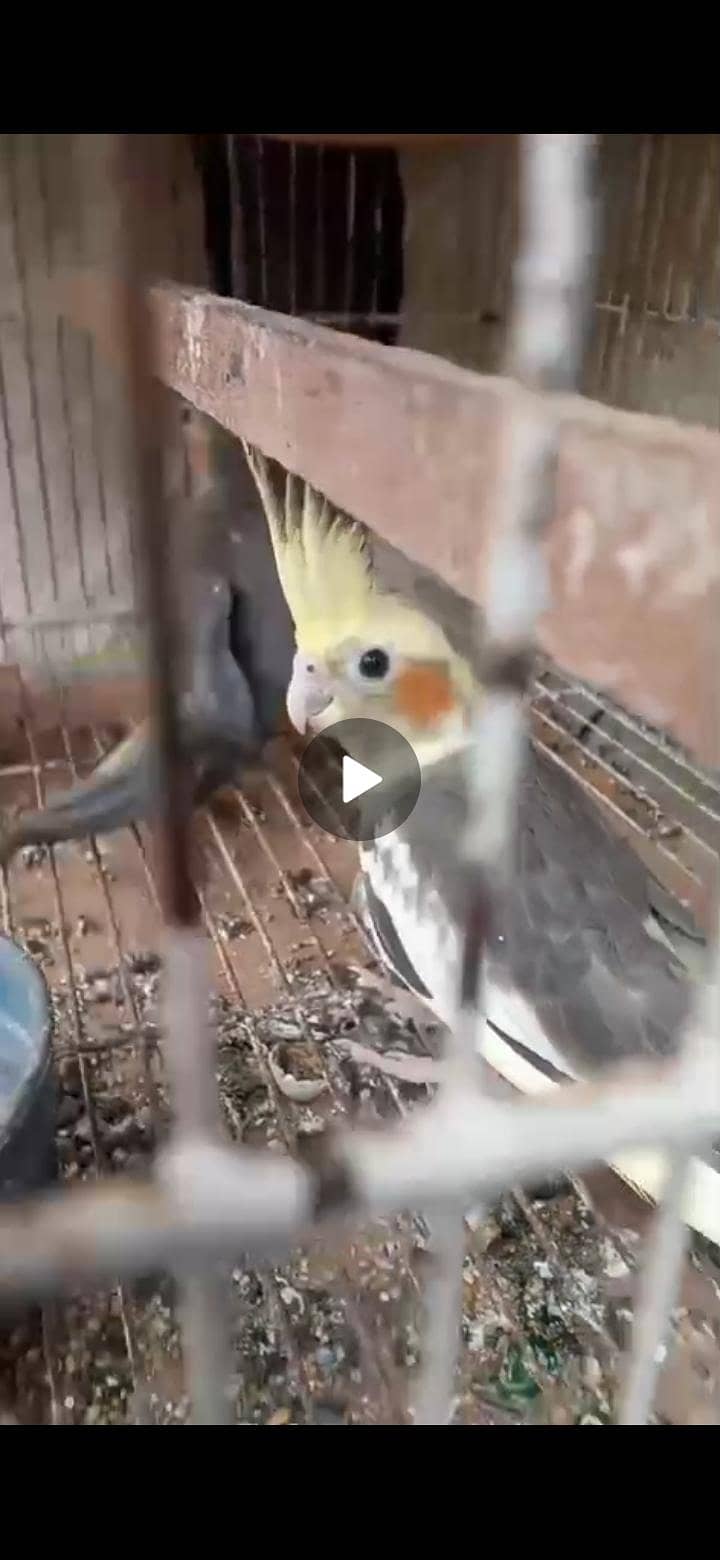 pineapple conure 4