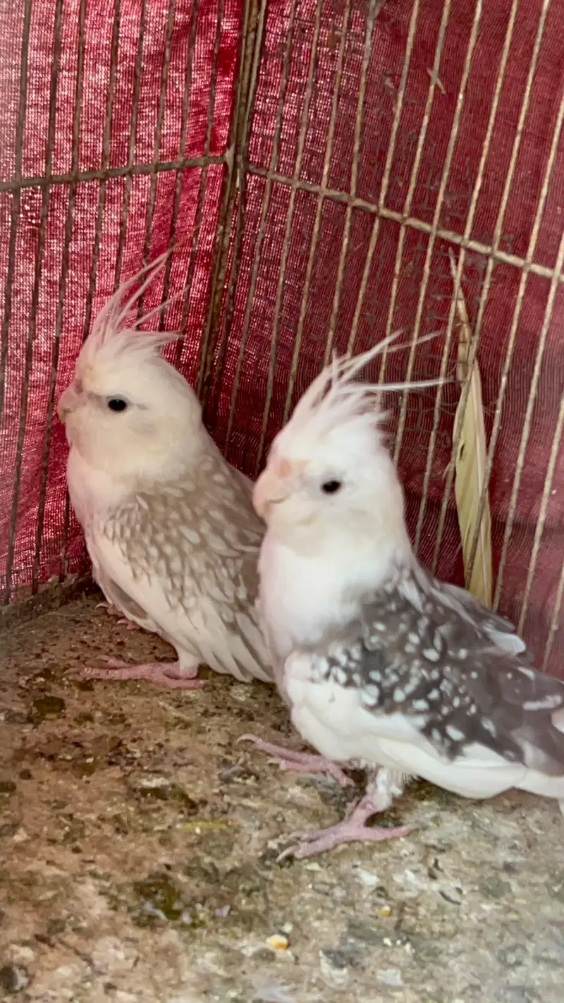 COCKTAIL PAIR — photo 3