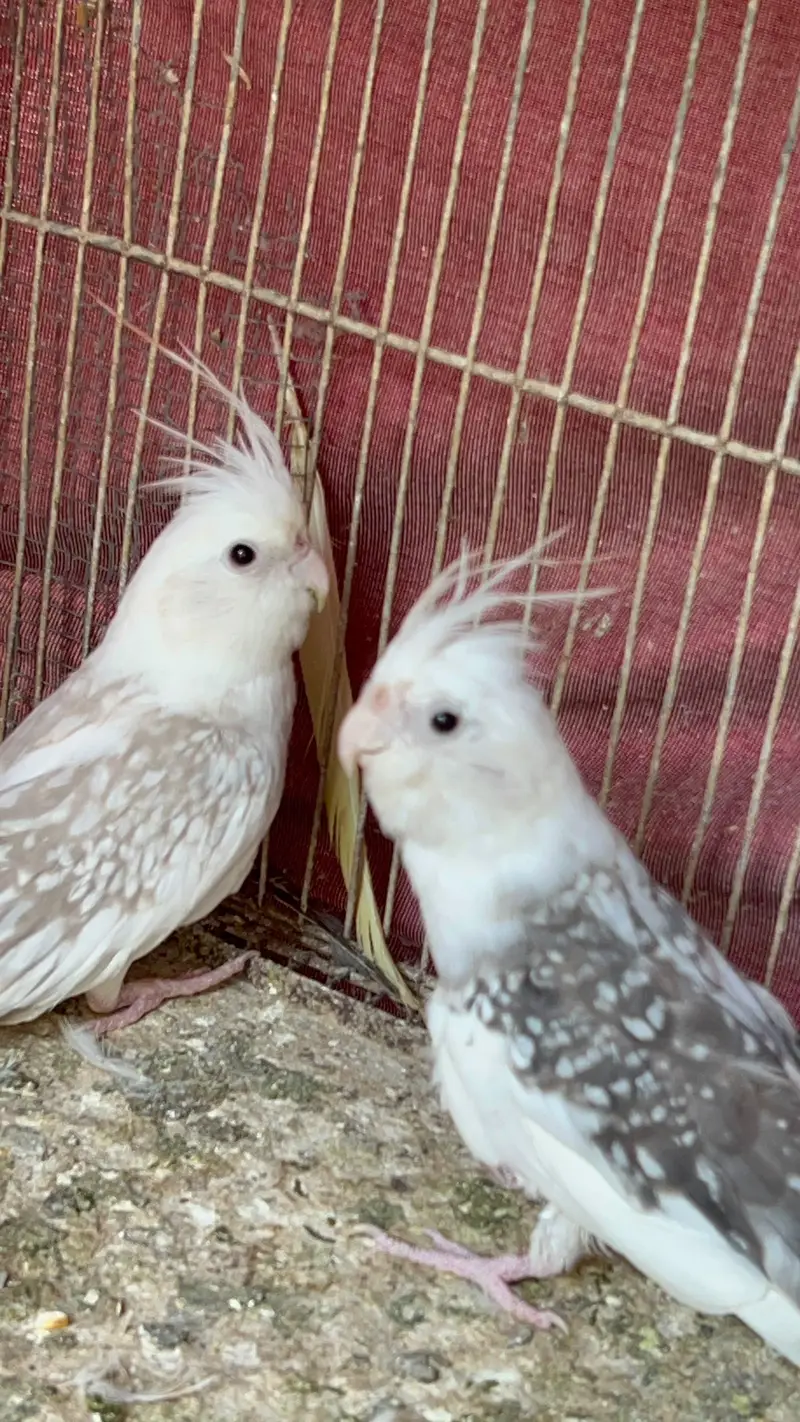 COCKTAIL PAIR — photo 8