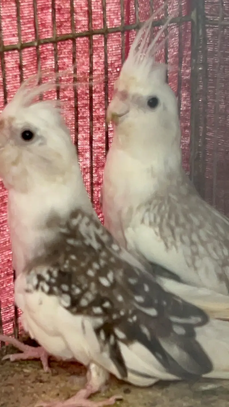 COCKTAIL PAIR — photo 9