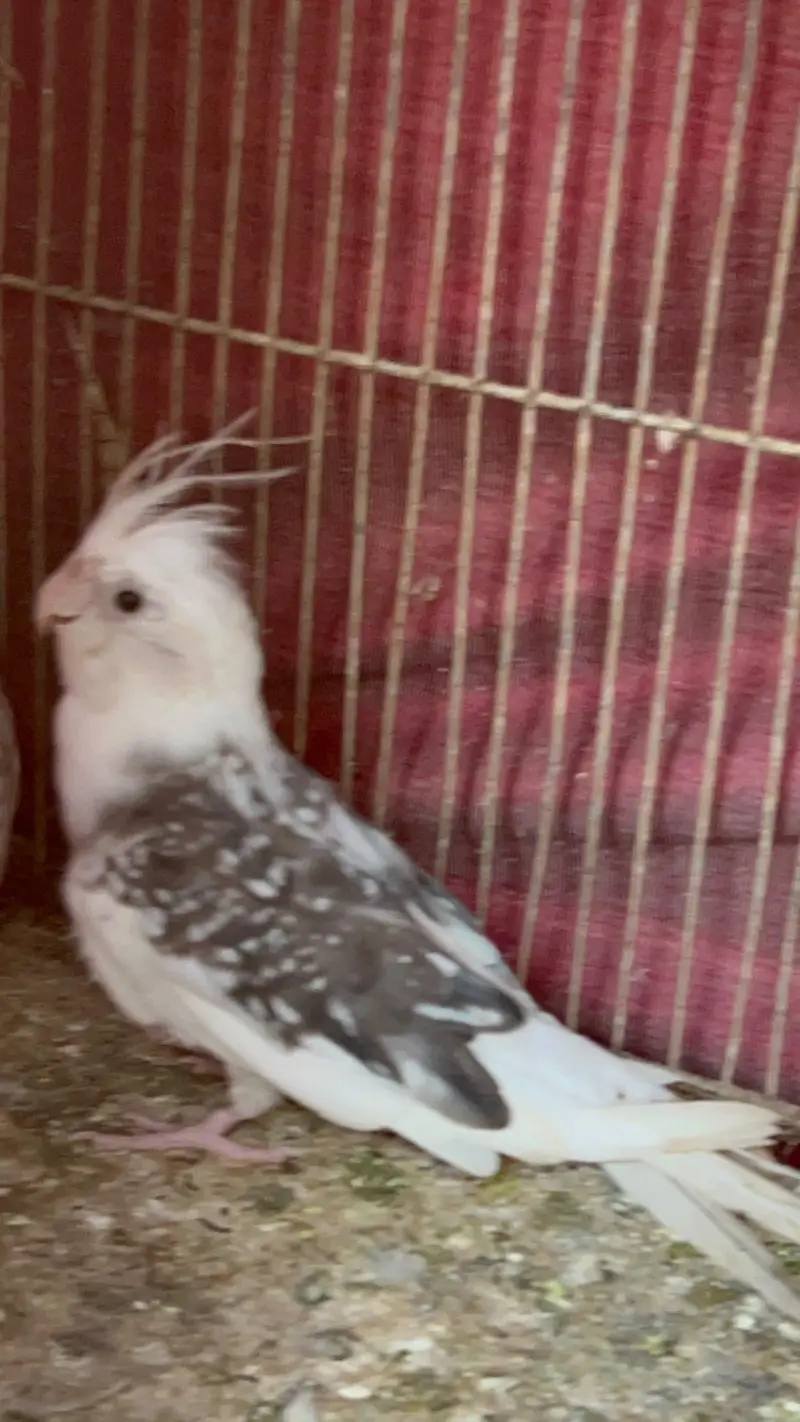 COCKTAIL PAIR — photo 10