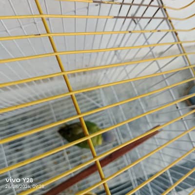 parrots with cage