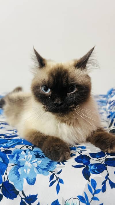 Himalyan breed female cat 1 year age fully vaccinated and dewormed