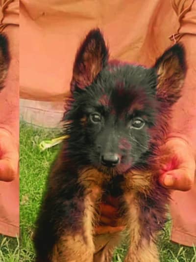 German Shepherd female long coat for sale