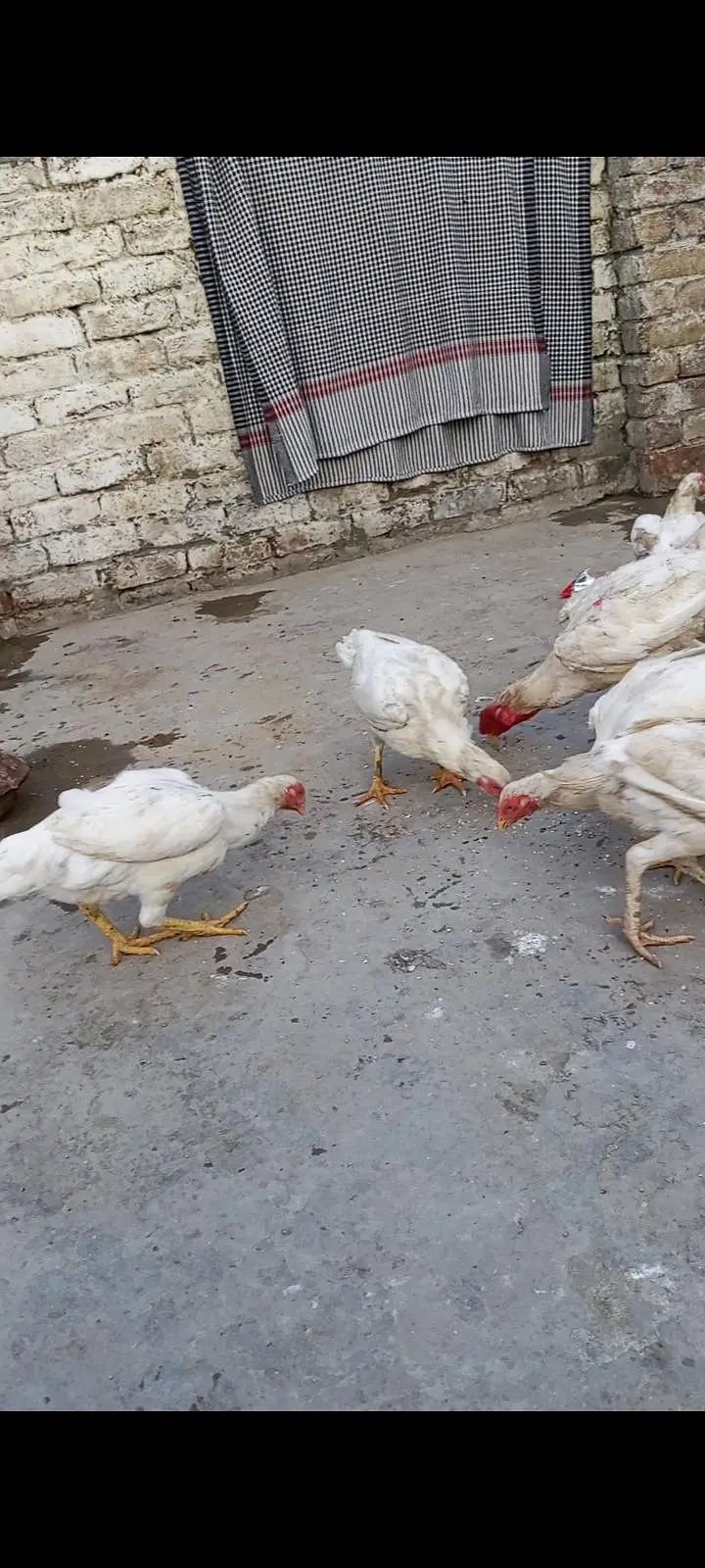 Heera aseel hen 03014237451 call me — photo 4
