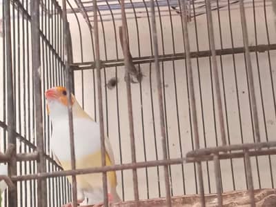 Gouldian Finch Lotino Female