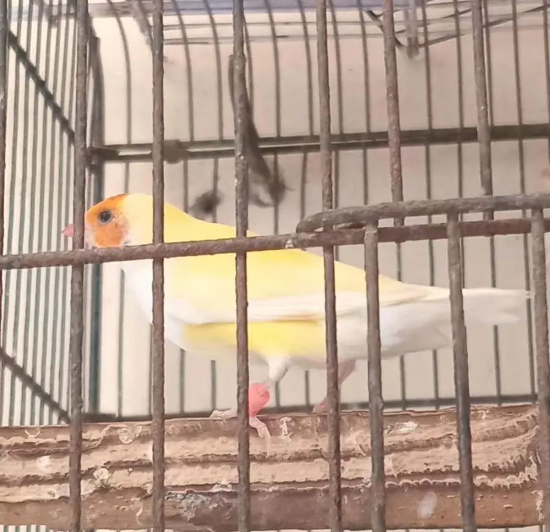Gouldian Finch Lotino Female — photo 2