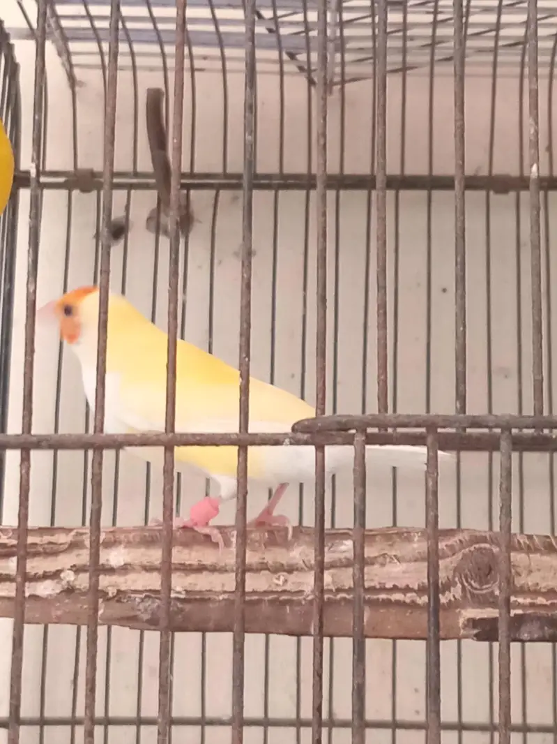 Gouldian Finch Lotino Female — photo 3