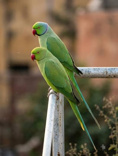 ringneck pair breeder
