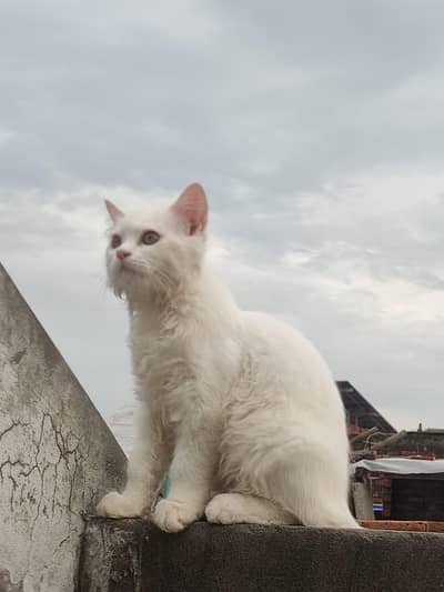 Persian white male cat