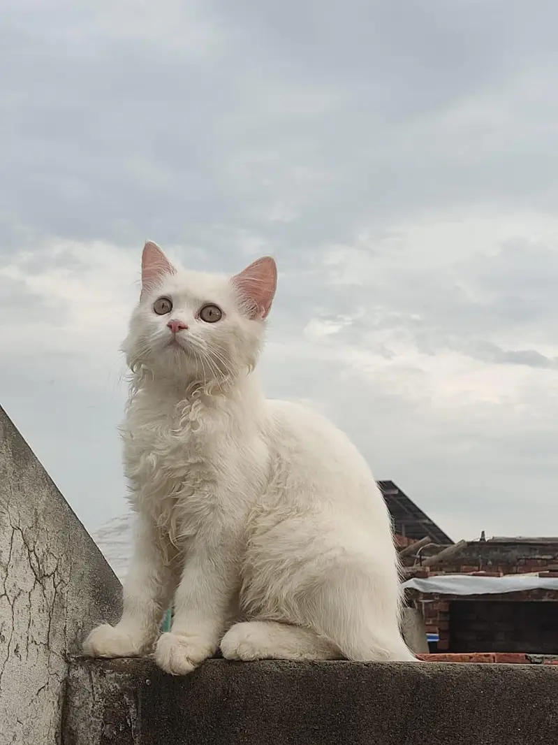 Persian white male cat — photo 2