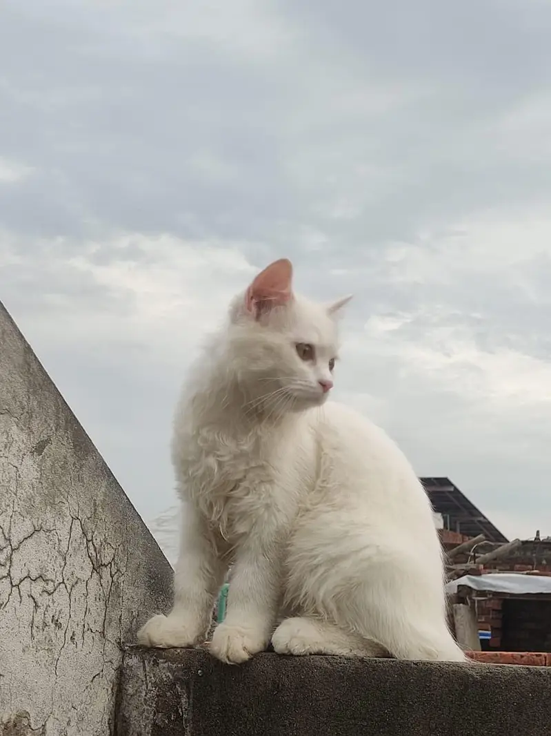 Persian white male cat — photo 3