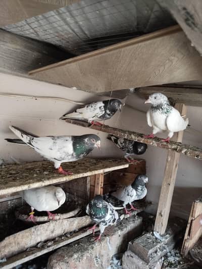 for sale kabutar