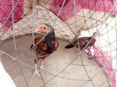 Aseel Chicks pair for sale