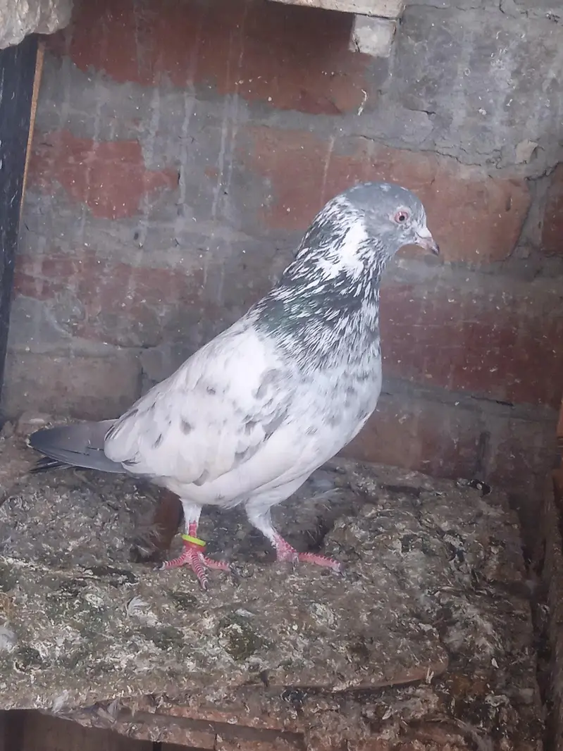 2 famel ak ke price 2500 ha ak male salati — photo 2