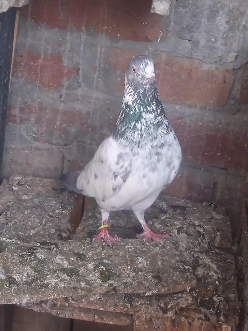 2 famel ak ke price 2500 ha ak male salati — photo 3