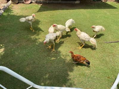 all mix brid