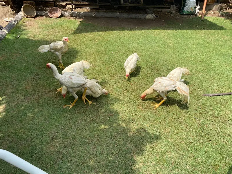 all mix brid — photo 2