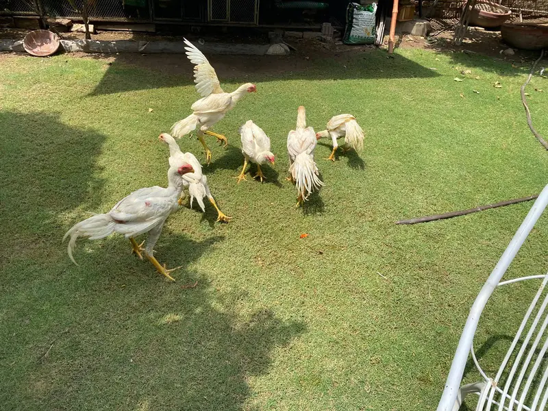 all mix brid — photo 3