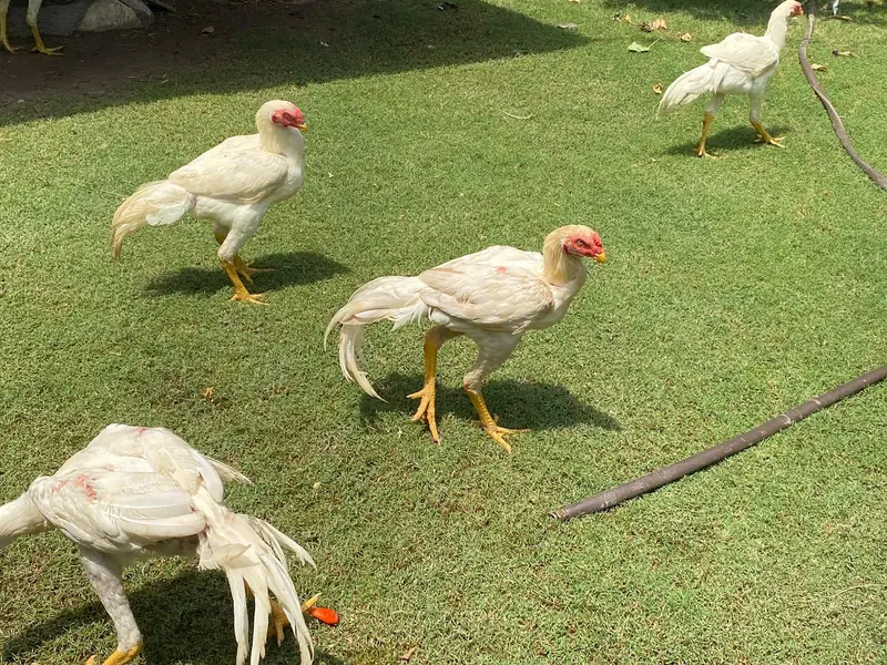 all mix brid — photo 4