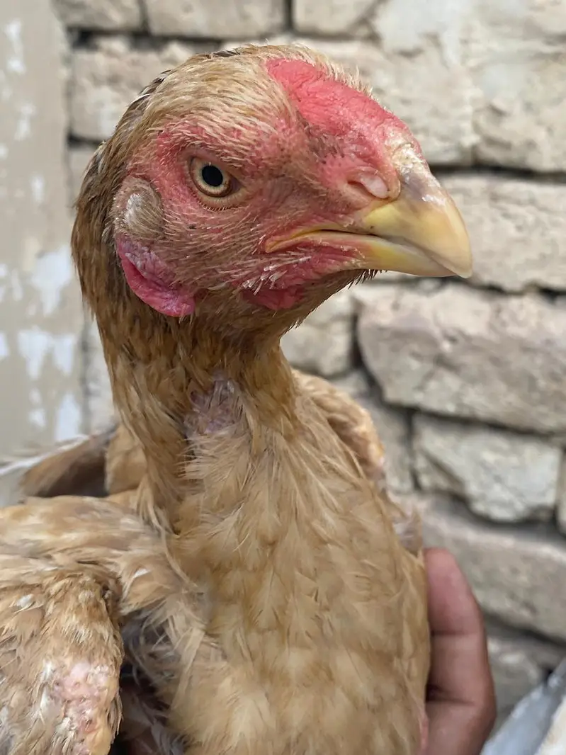all mix brid — photo 5