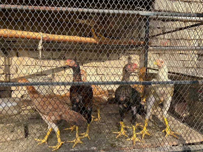 all mix brid — photo 7