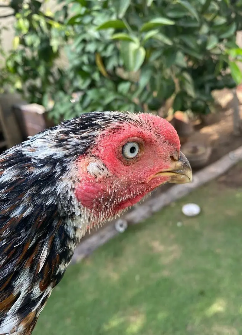 all mix brid — photo 8