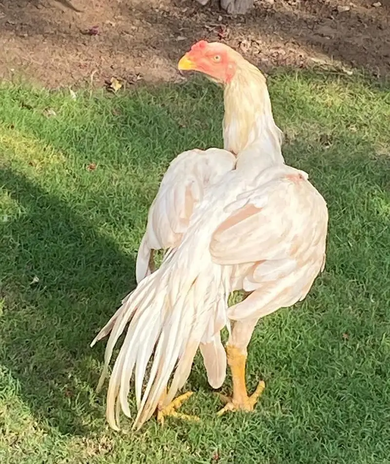 all mix brid — photo 10
