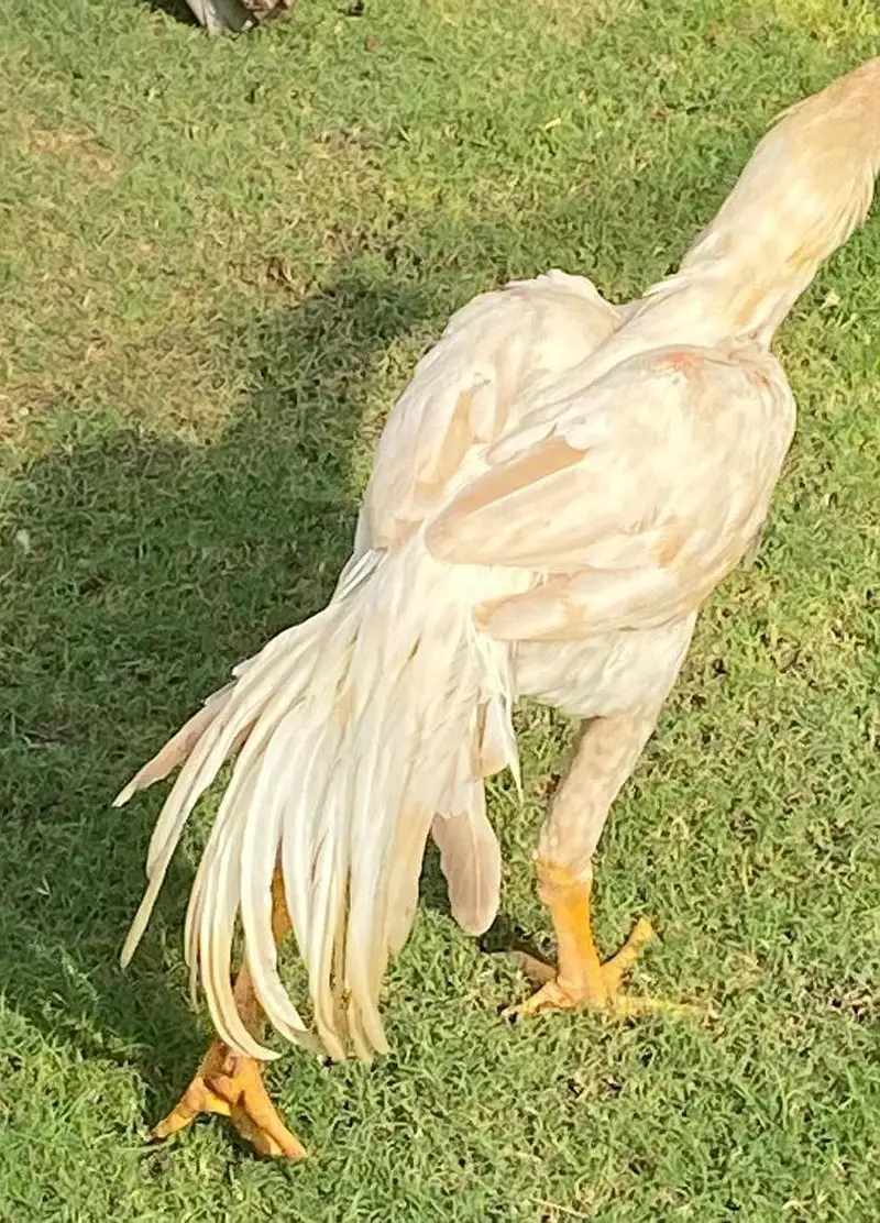 all mix brid — photo 12