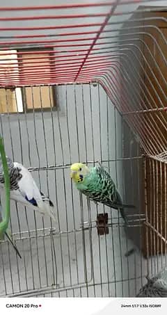 healthy budgies