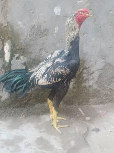 aseel