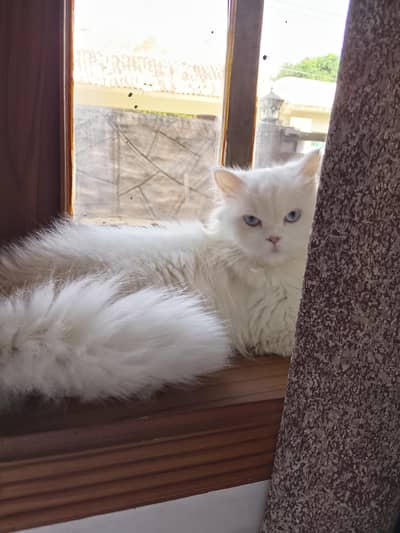 adorable female kitten,cat for sale