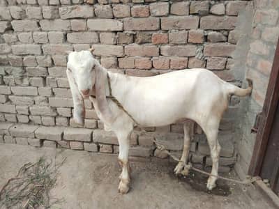 desi Bakra for Sale Mashallah Call/03490704921