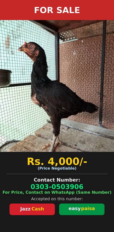 Aseel Hen for Sale/reasonable price