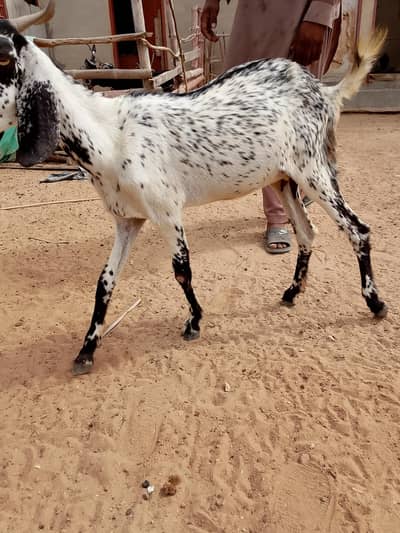 Beautiful Bakri for sale