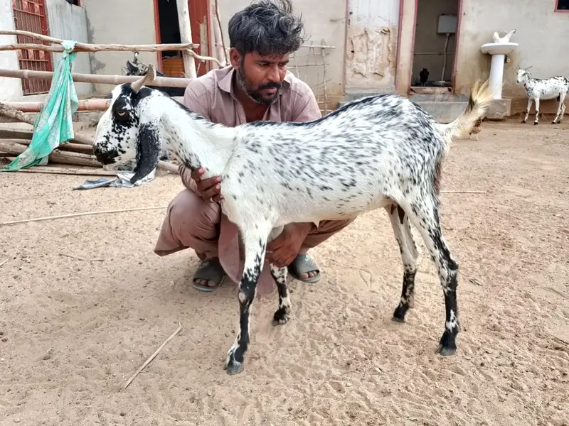 Beautiful Bakri for sale — photo 2