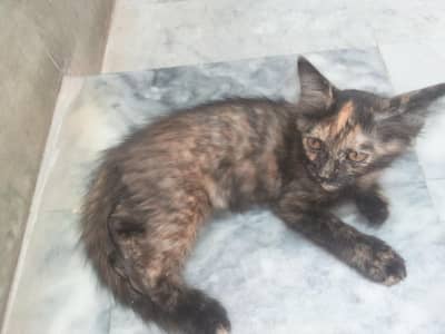 Double coat Persian