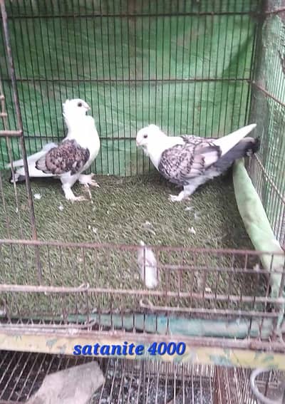 fancy quality pigeon