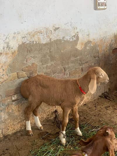 pure talagang home breed Gulabi dumba bacha available