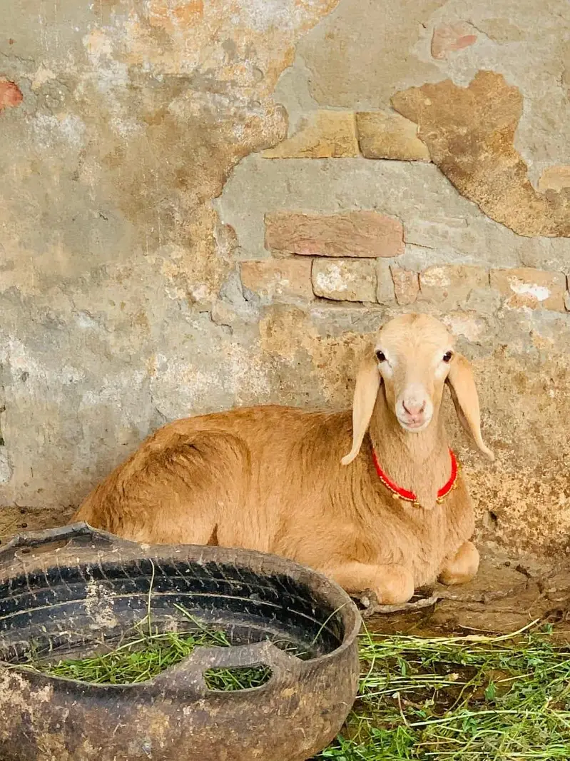 pure talagang home breed Gulabi dumba bacha available — photo 2