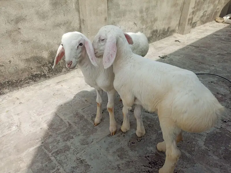 pure talagang home breed Gulabi dumba bacha available — photo 3