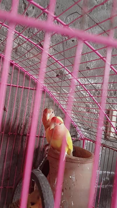 love birds