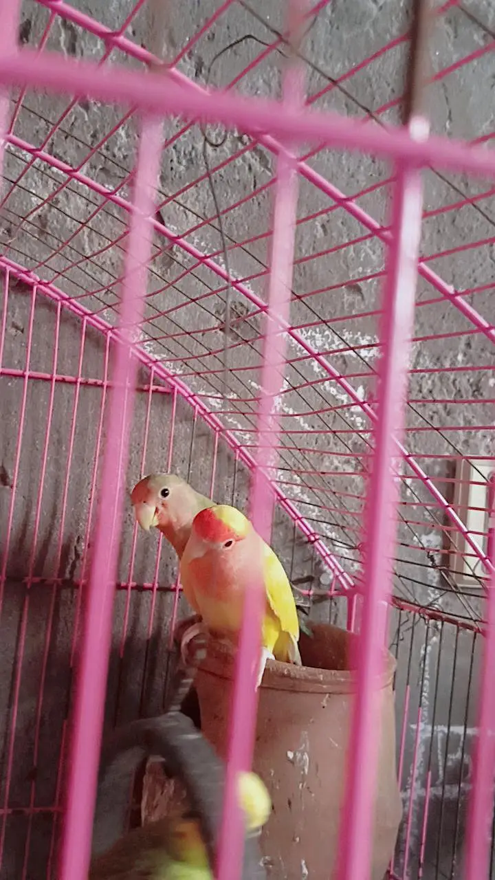 love birds — photo 2