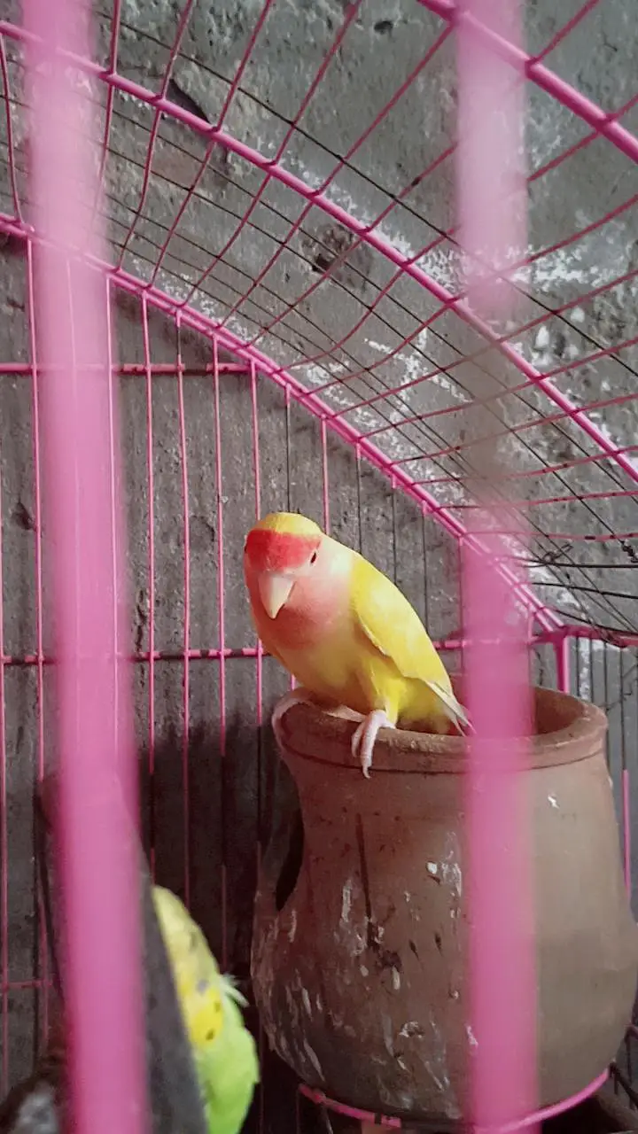 love birds — photo 3