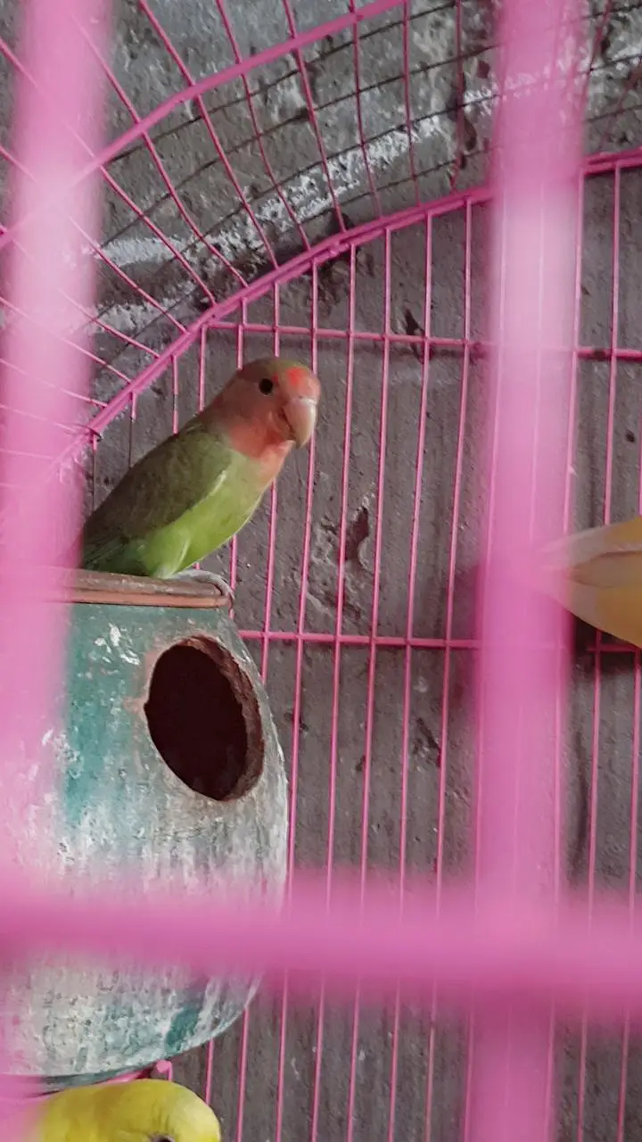 love birds — photo 4