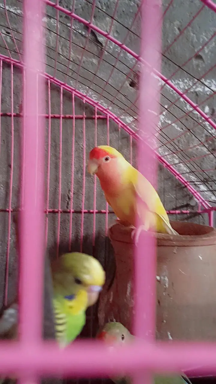 love birds — photo 5