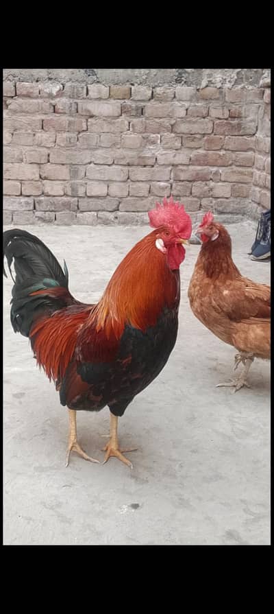 gr ki appi hoi egg laying hen 2 female 1 male