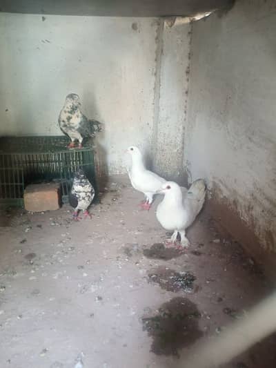 Sirf white pair hai pigeon ka