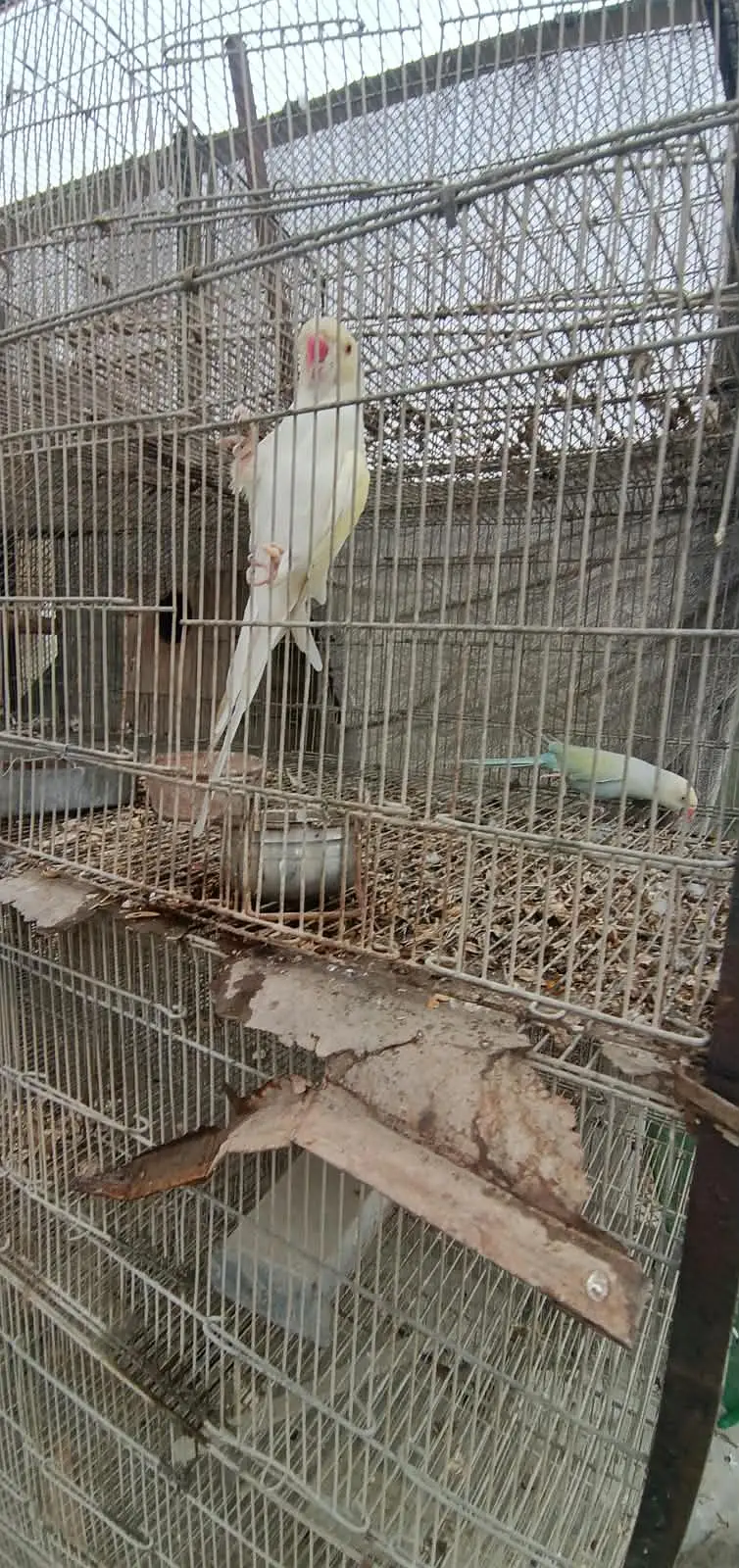 Cages avilable for sale — photo 2