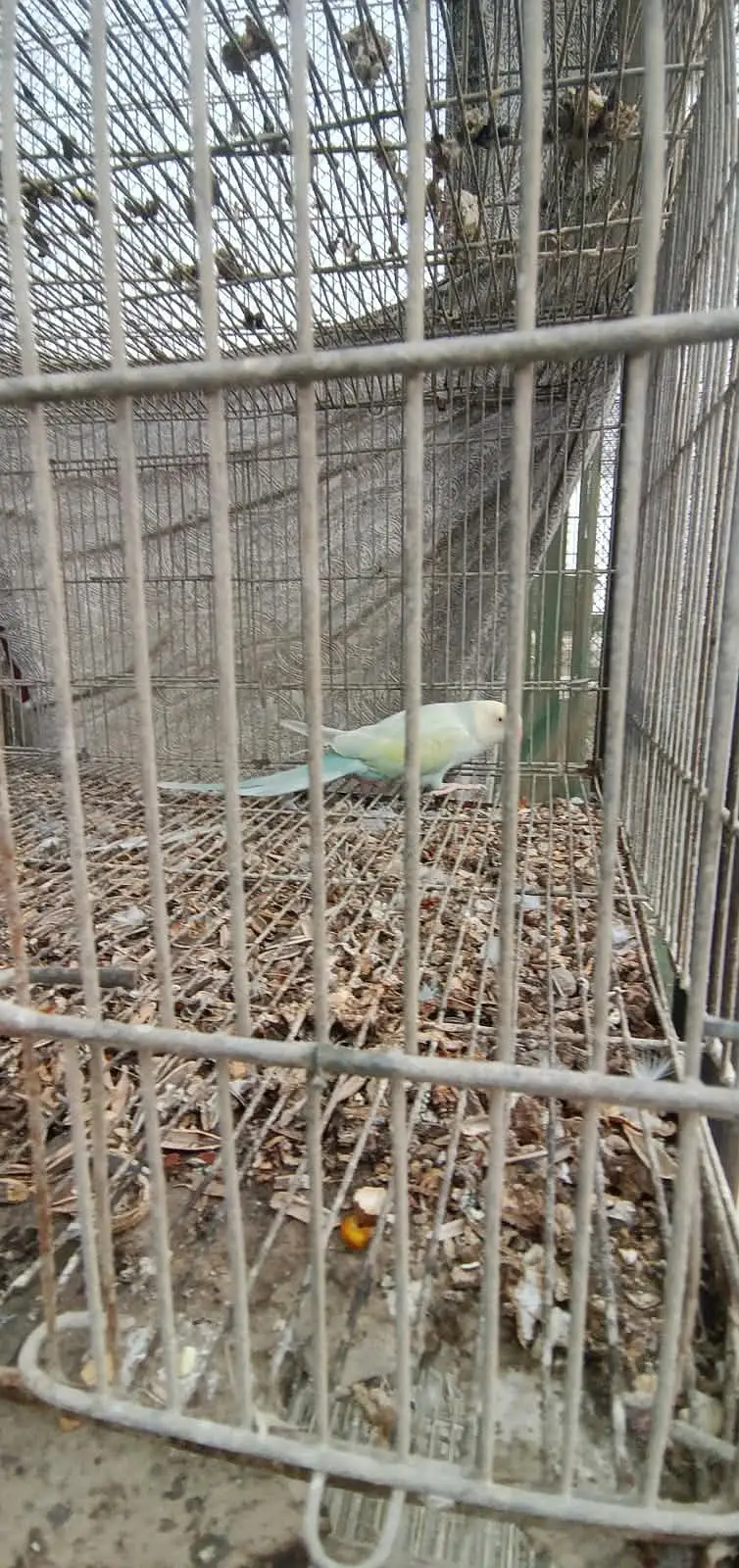 Cages avilable for sale — photo 3